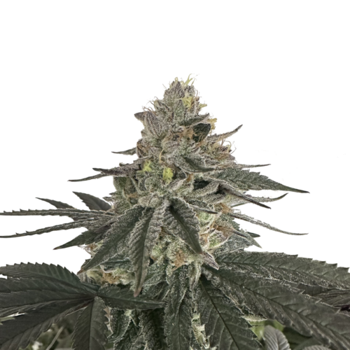 Willie Nelson Auto