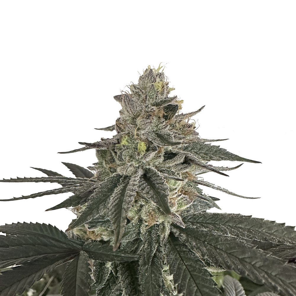 Willie Nelson Auto