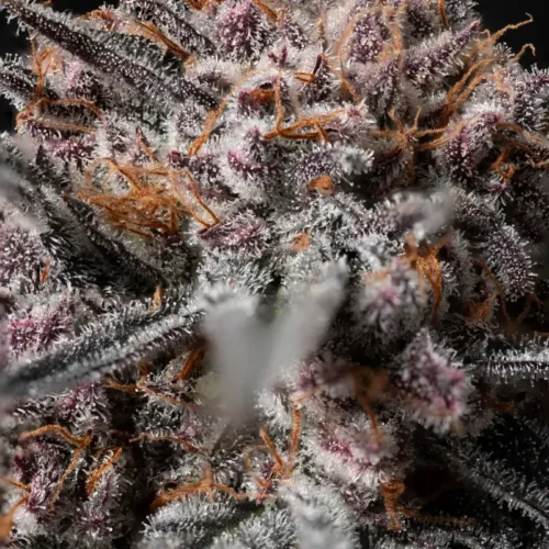 Afghan Kush Auto