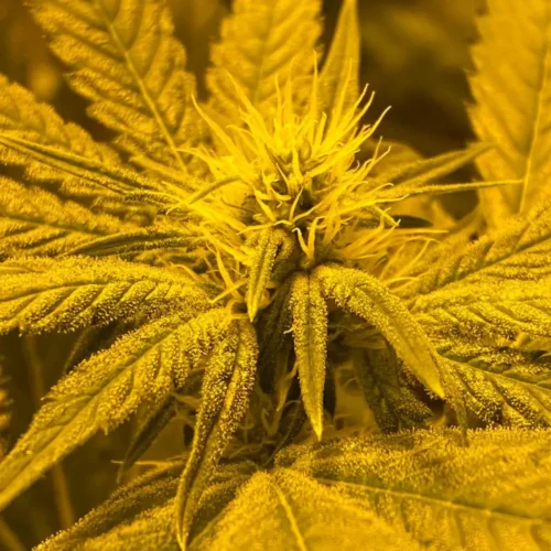 Afghan Skunk