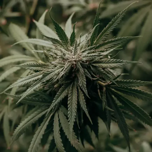 Amnesia Haze Auto