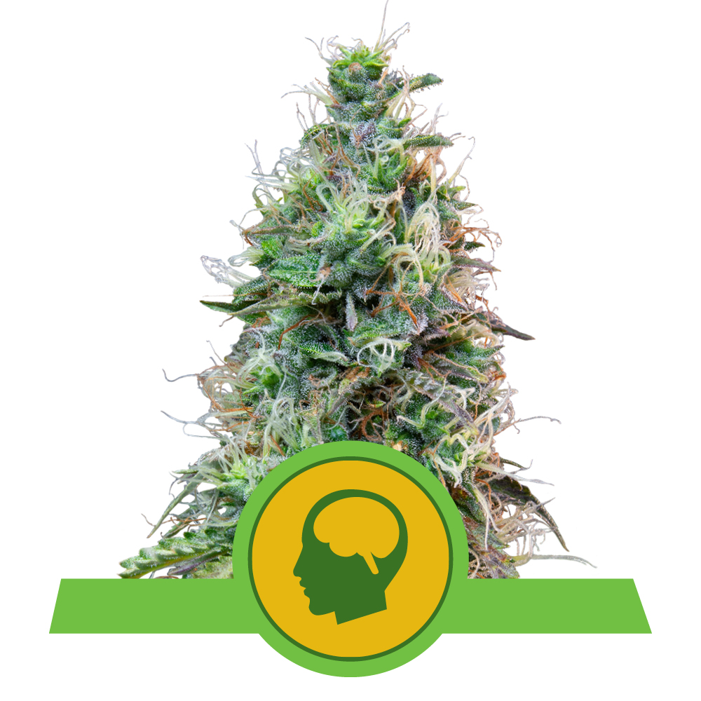 Amnesia Haze Auto