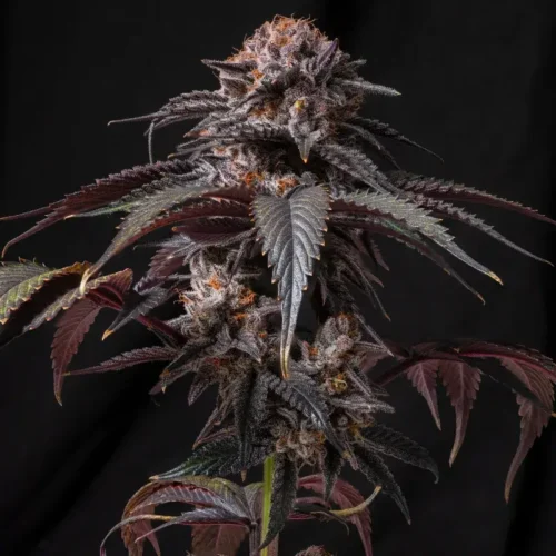 Berry White Auto