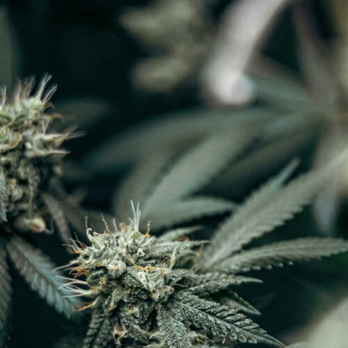 STRNG Seeds – Blood Orange 2.0