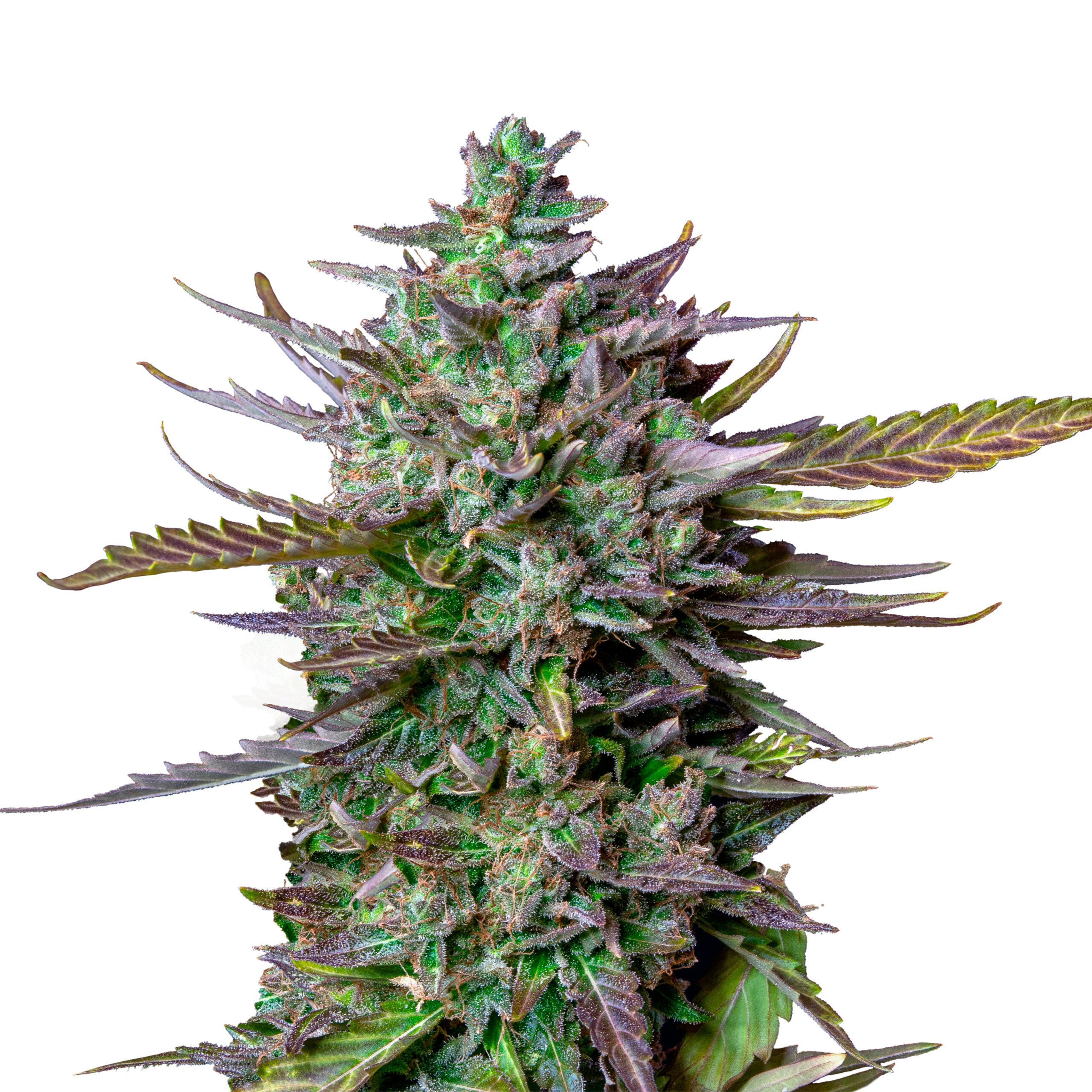 Blue Cheese Auto - Image 3