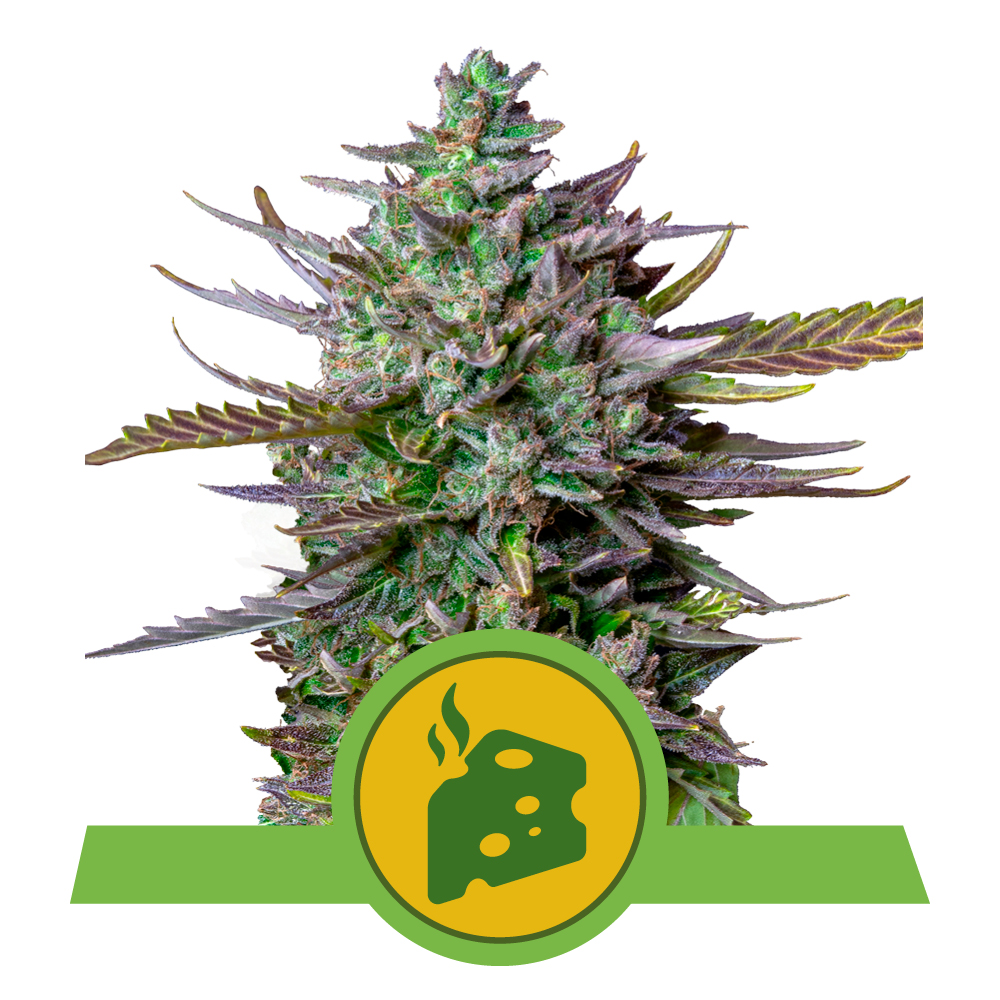 Blue Cheese Auto