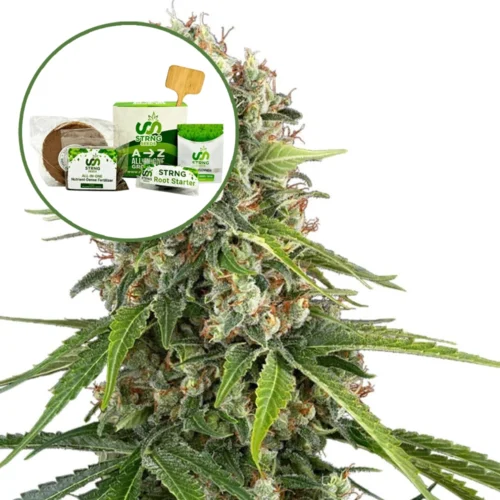 Blue Sunset Strain Grow Kit