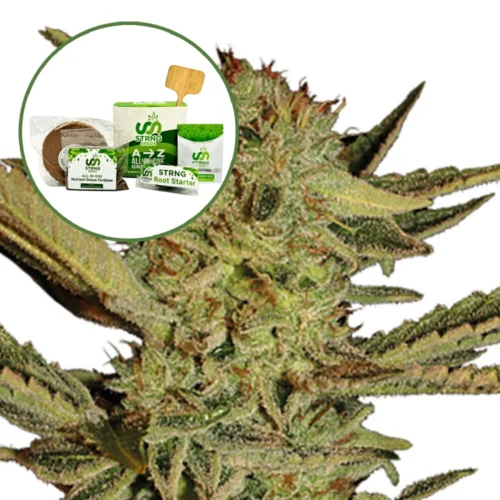 Bubble Gum Strain Grow Kit