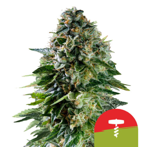 Corkscrew Auto