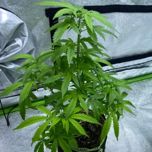 Cotton Candy Auto