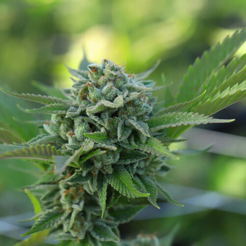 STRNG Seeds – Dante's Inferno x Blood Cherry