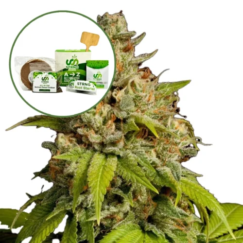 Durban Poison (THCA) Strain Grow Kit