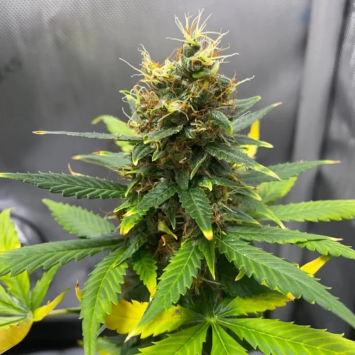Dutch Treat