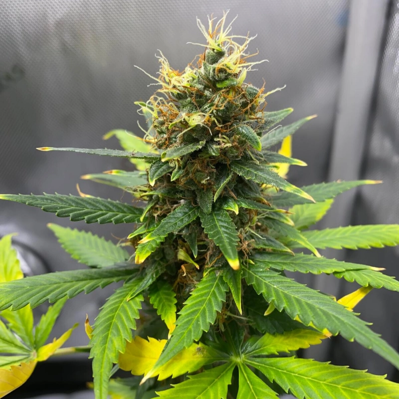 Dutch Treat