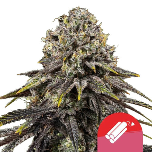Dynamite Diesel