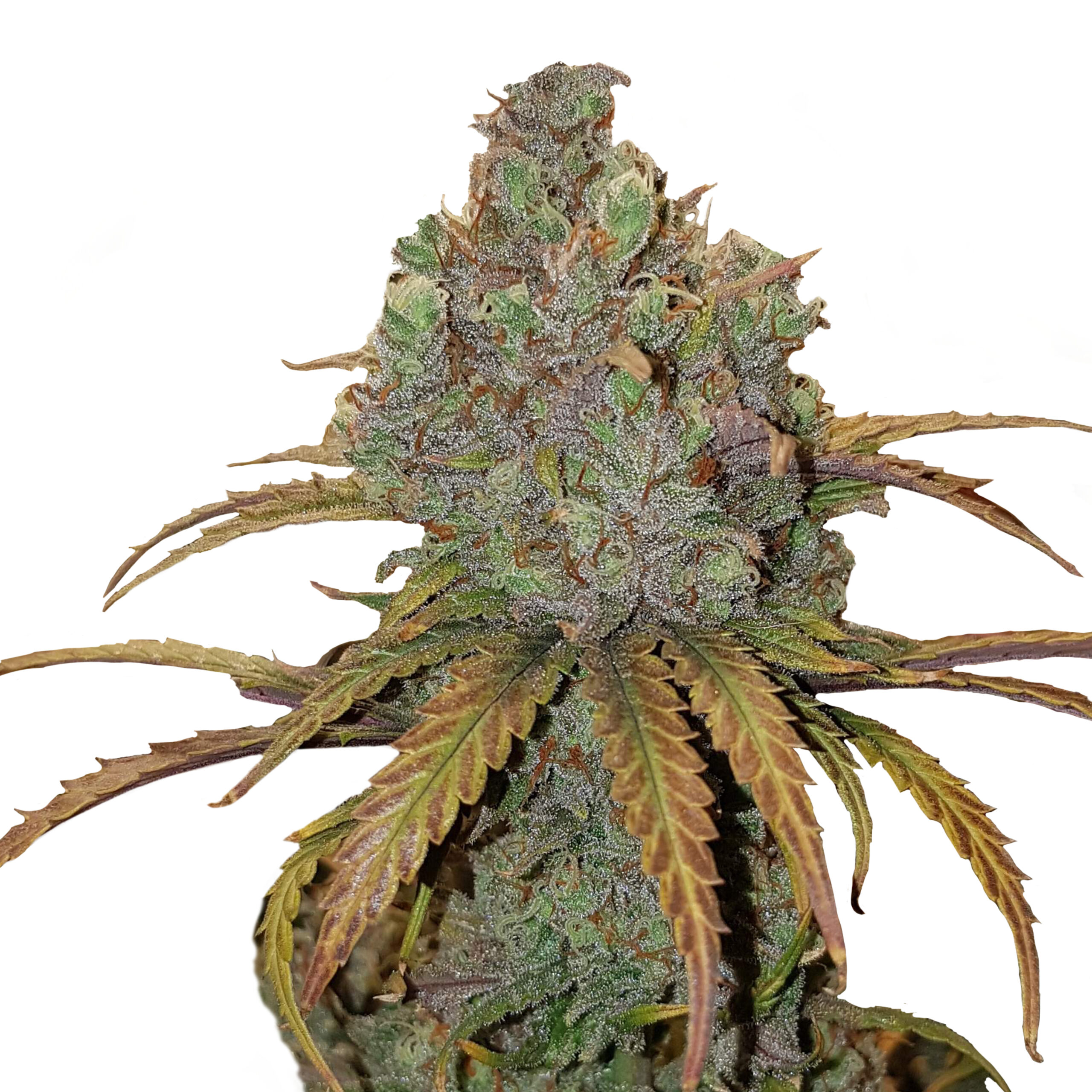 El Patron Plant
