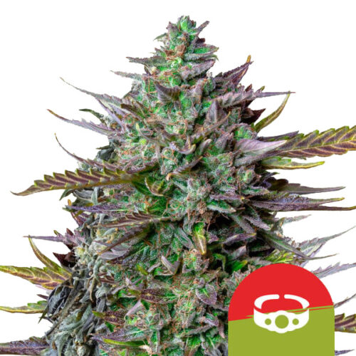 GOAT'lato Auto