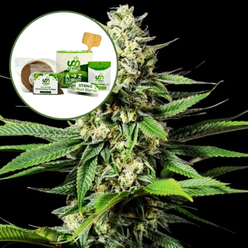 Ghost OG Strain Grow Kit