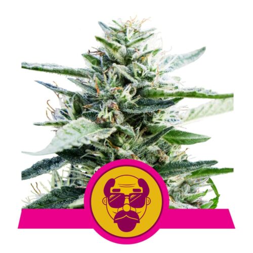 Granddaddy Purple