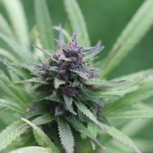 Grape Ape