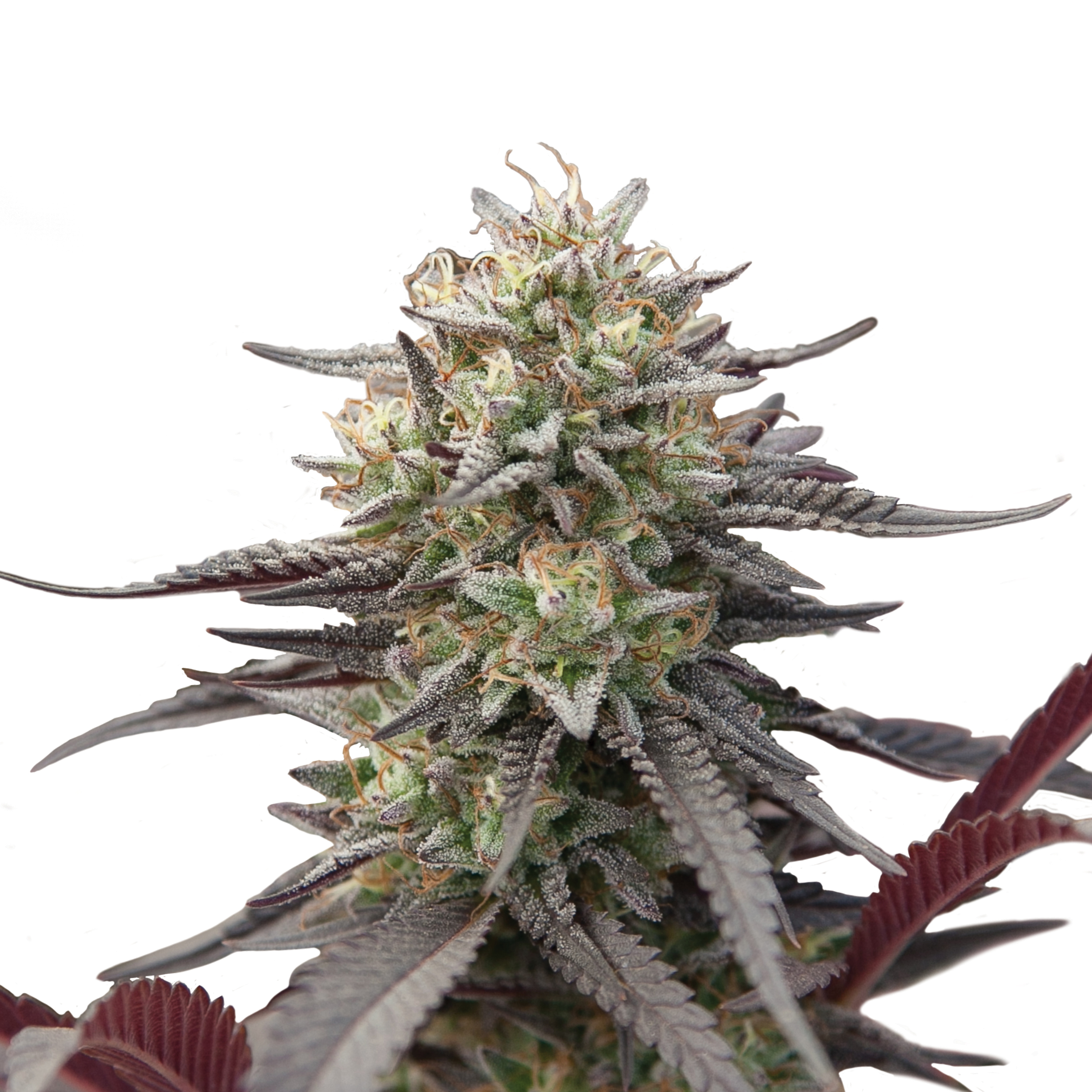 Green Crack Punch Plant
