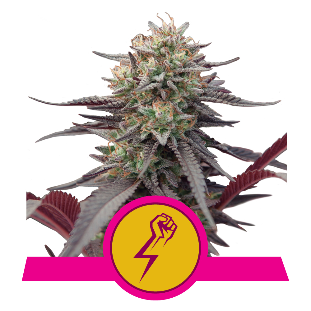 Green Crack Punch