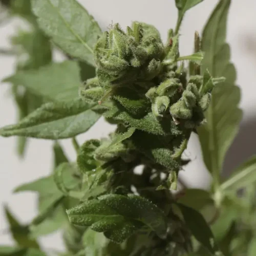 Gushers Auto