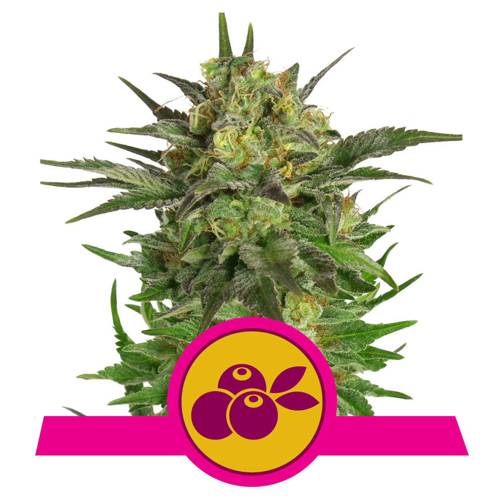Haze Berry