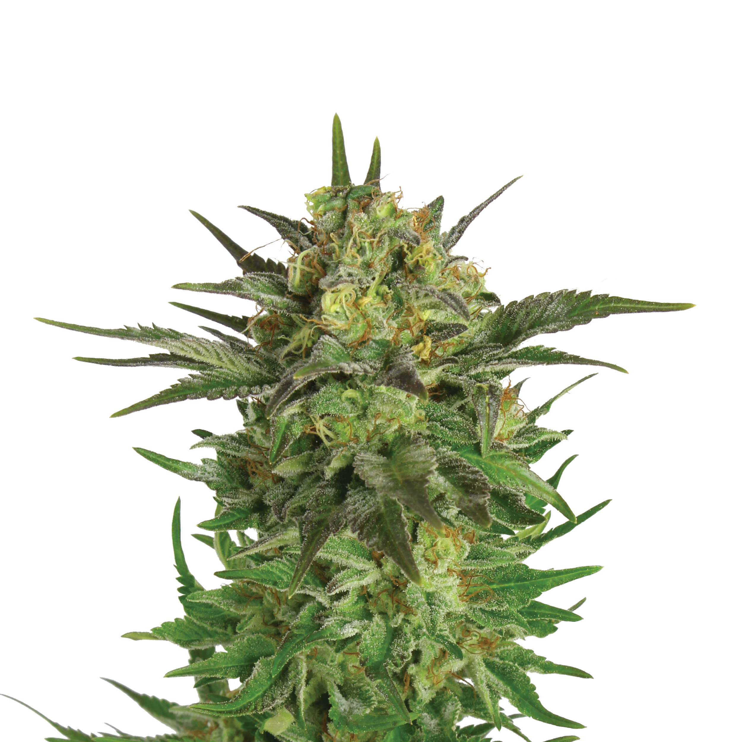 Haze Berry Plant