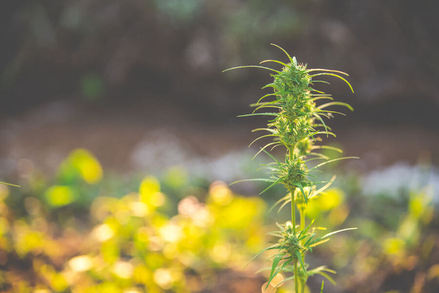 Indica vs Sativa