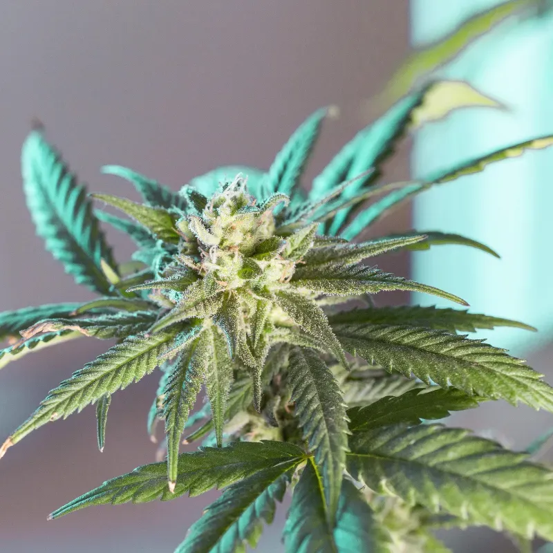 LSD Auto