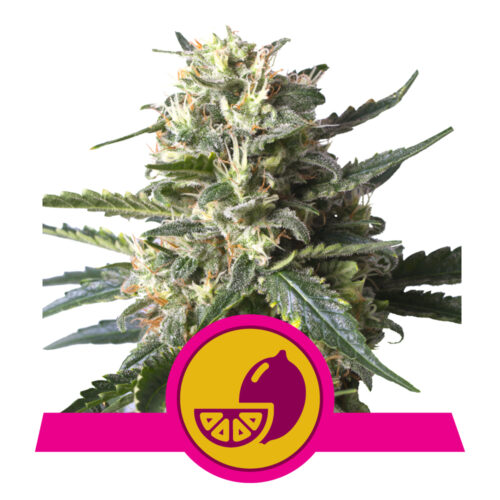 Lemon Shining Silver Haze