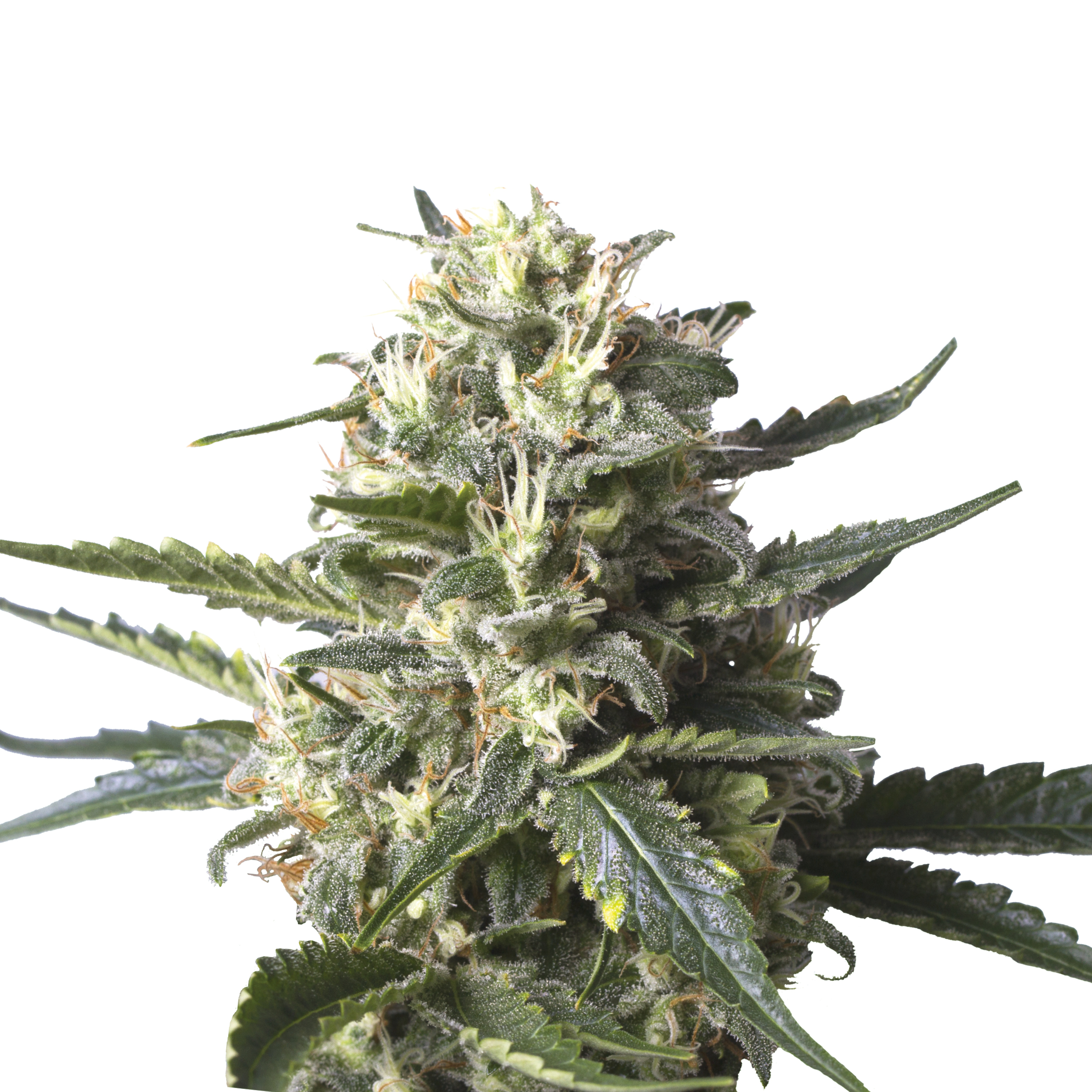 Lemon Shining Silver Haze Plant