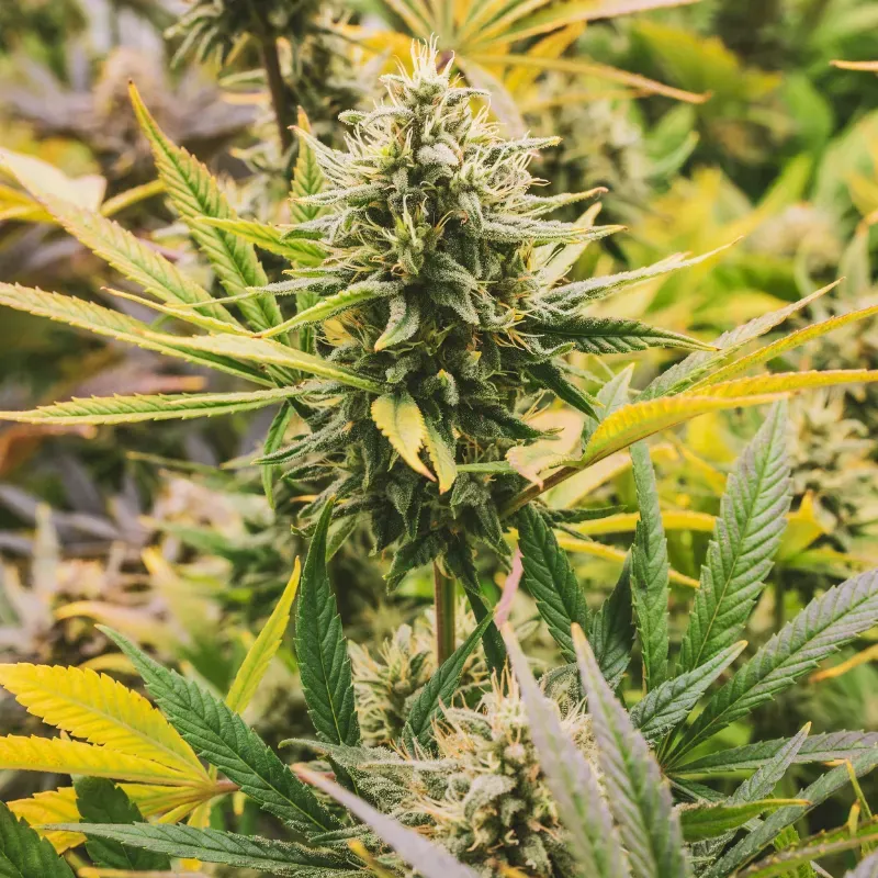 Lemon Tree Auto