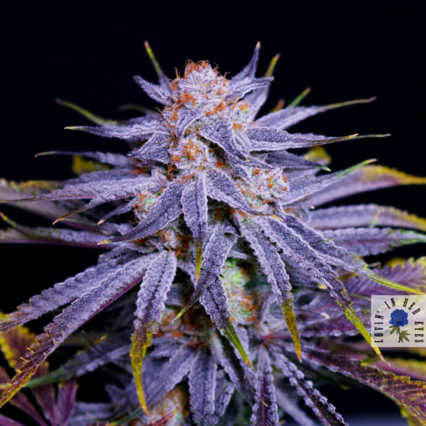Lovin’ In Her Eyes – Blueberry Buzzana