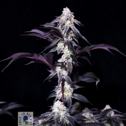 Lovin’ In Her Eyes – Blueberry Rose