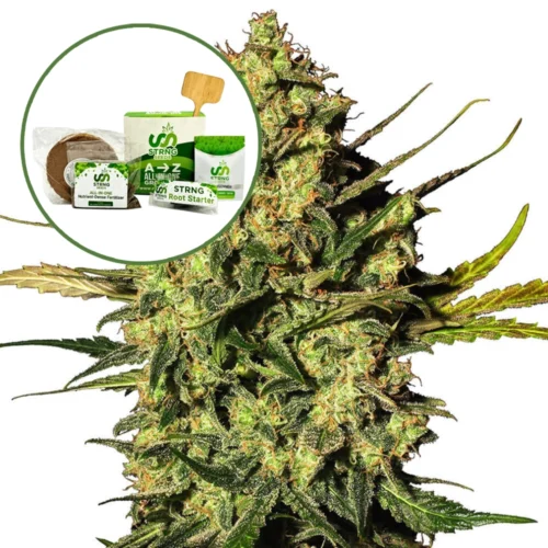 Master Kush Strain Grow Kit