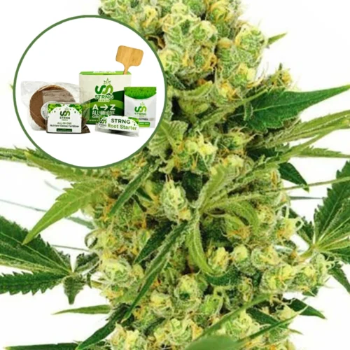 Maui Wowie Strain Grow Kit