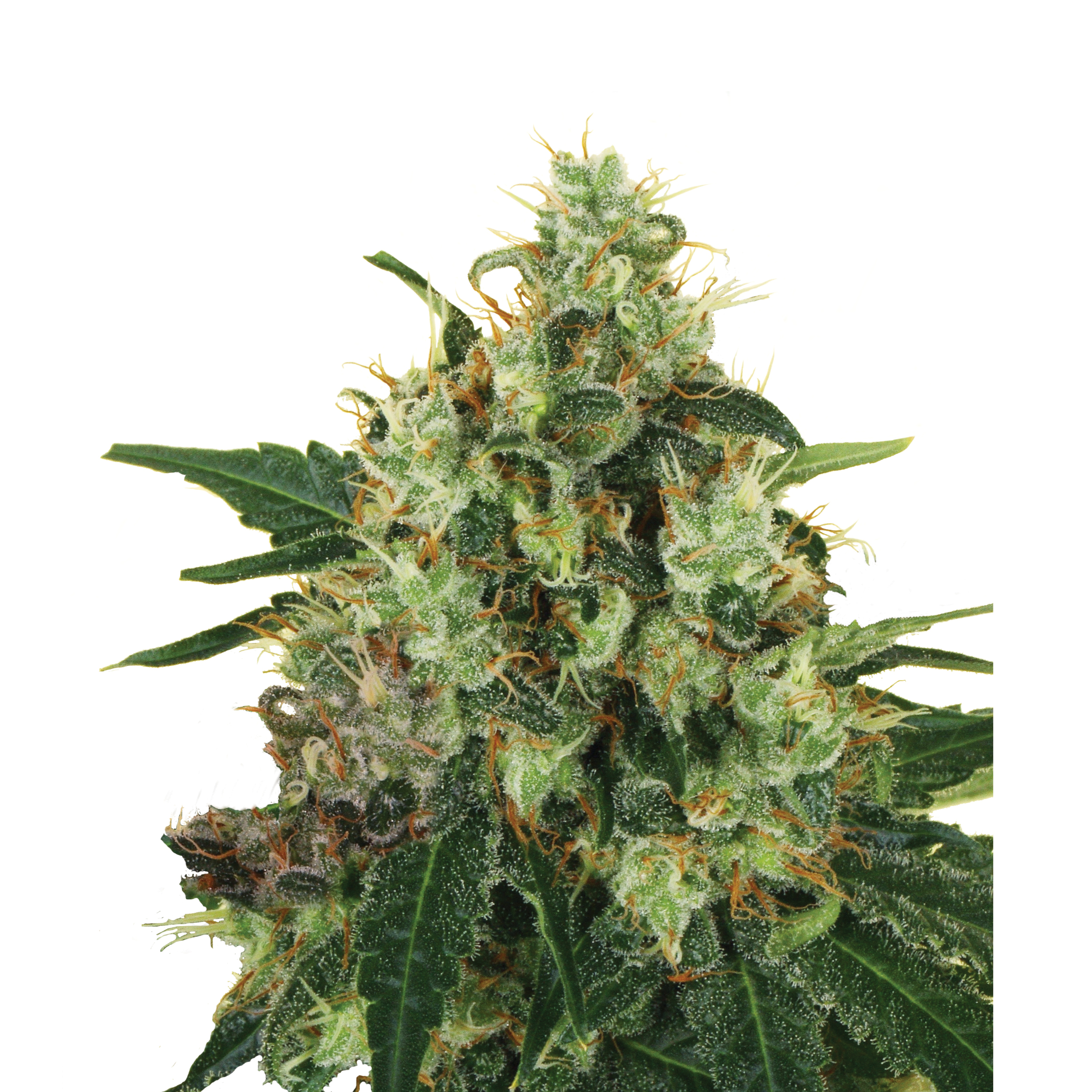 Medical Mass - Image 3