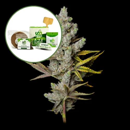 Member Berry Strain Grow Kit