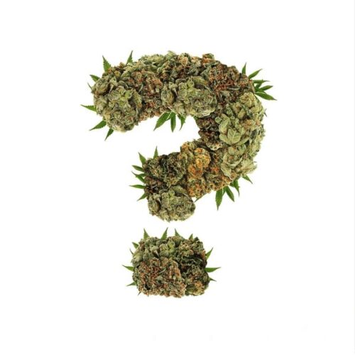 FREE Mystery STRNG Seeds