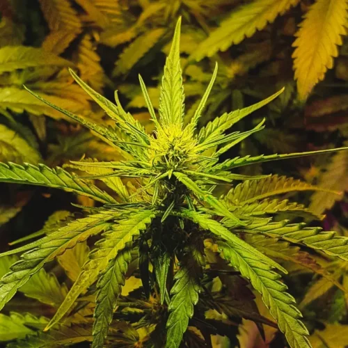 NYC Diesel Auto