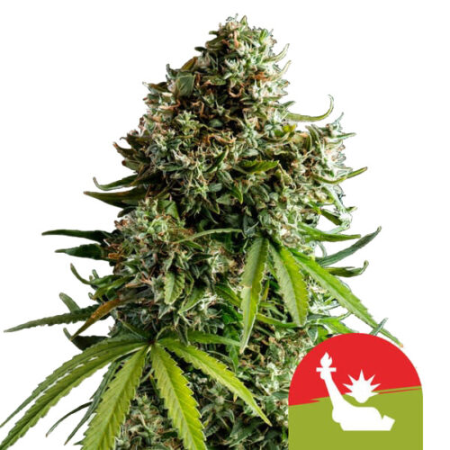 NYC Sour D Auto