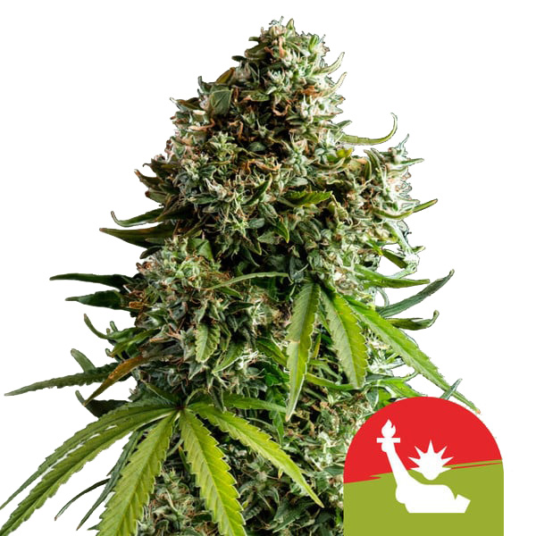 NYC Sour D Auto