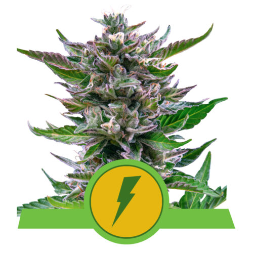 North Thunderfuck Auto