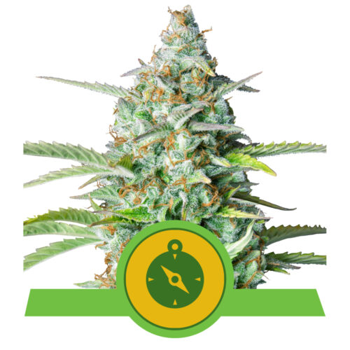 Northern Lights Auto