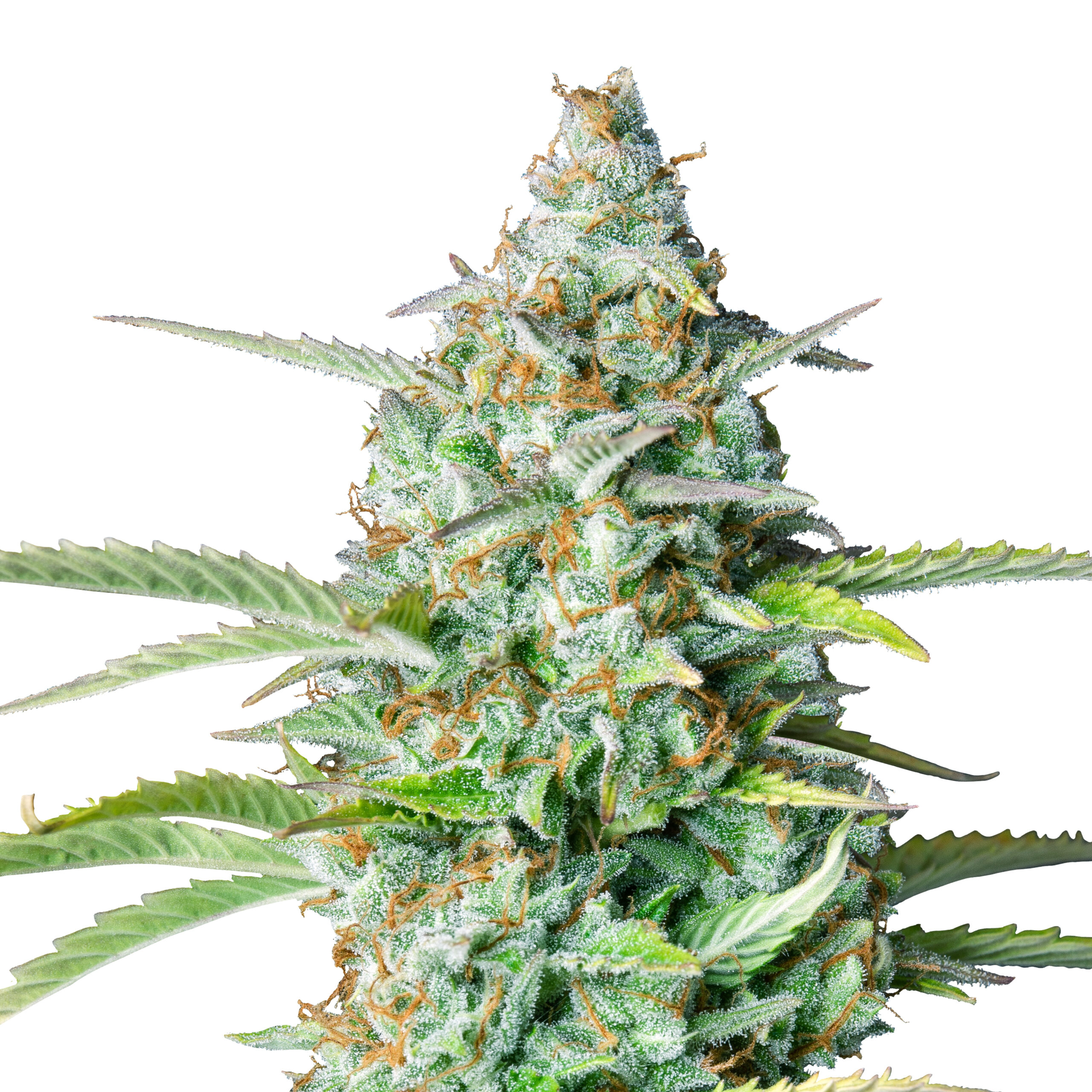Northern Lights Auto - Image 3