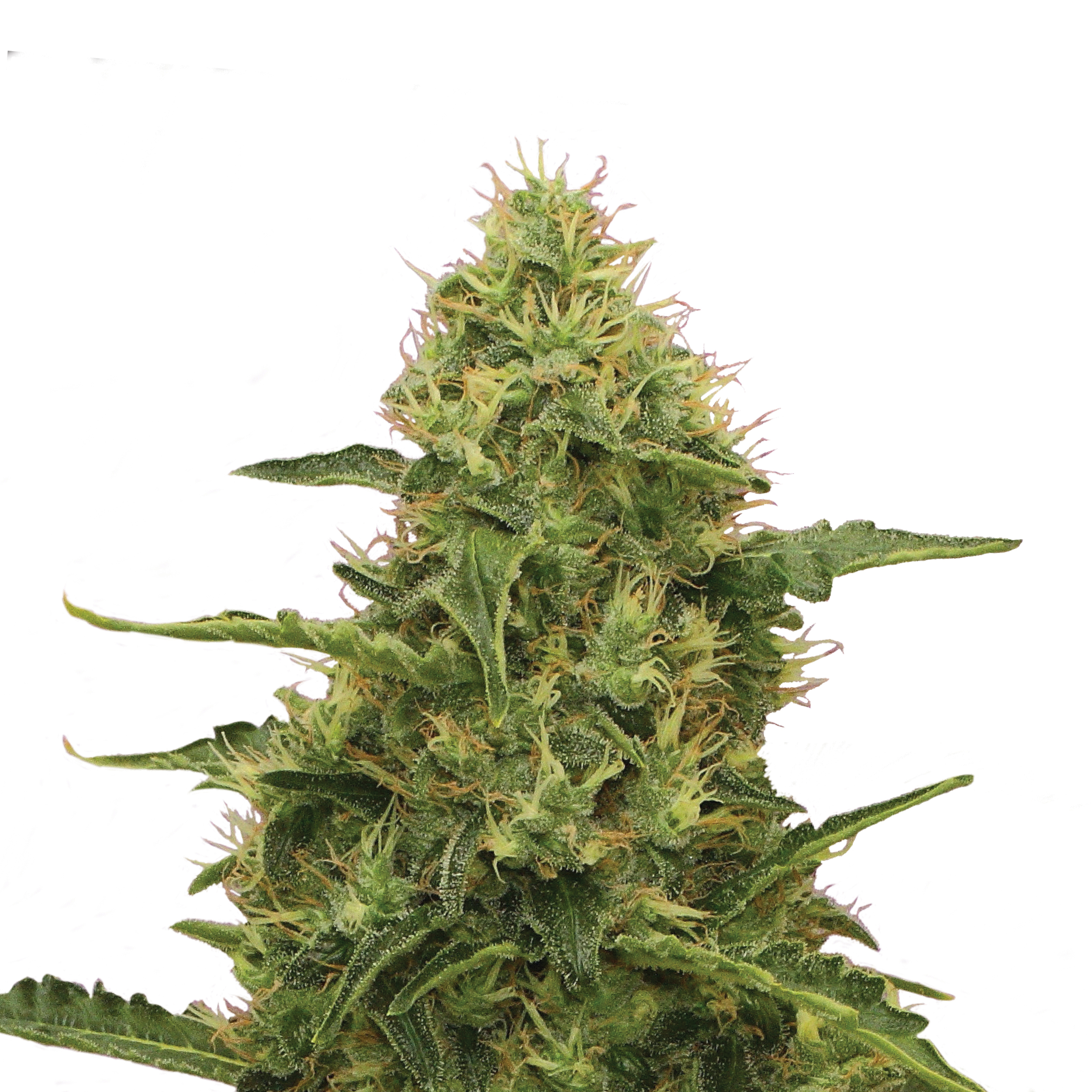 Northern Light Plant