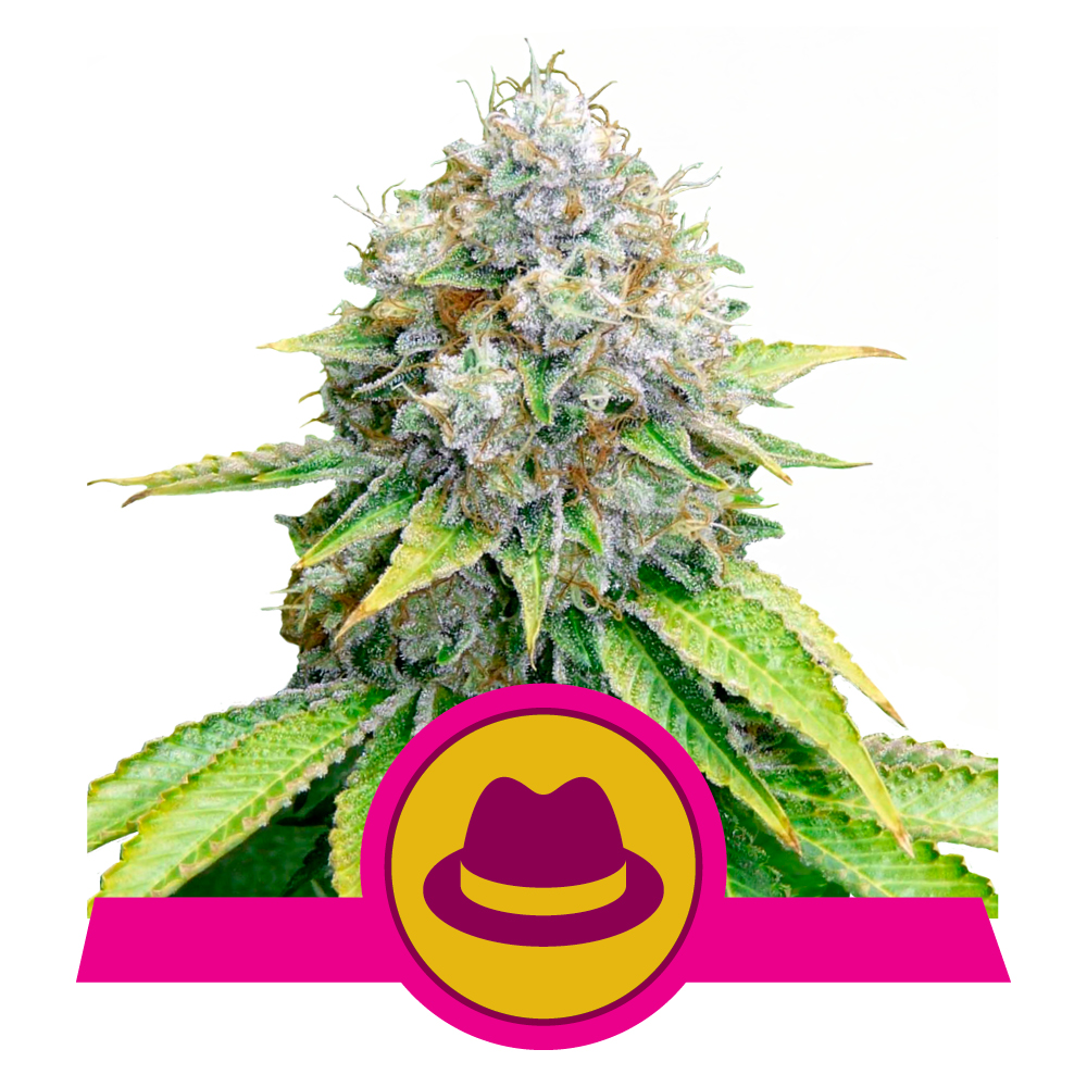 OG Kush