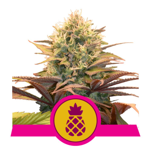 Pineapple Kush